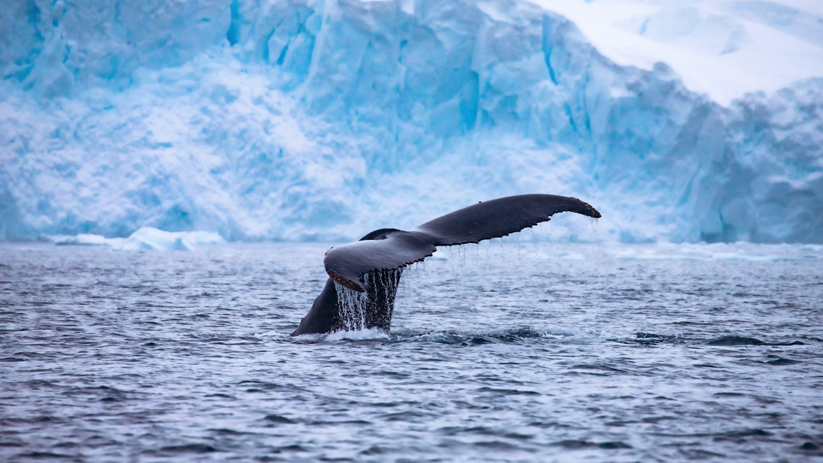 A humpback whale's tail above the water against a blue glacier